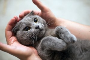 hands, Animals, Cat