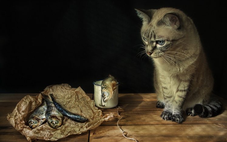 cat, Animals, Humor HD Wallpaper Desktop Background