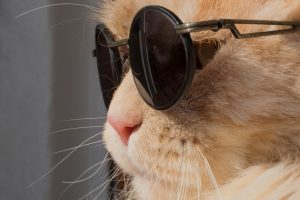 cat, Animals, Humor, Leon, Sunglasses