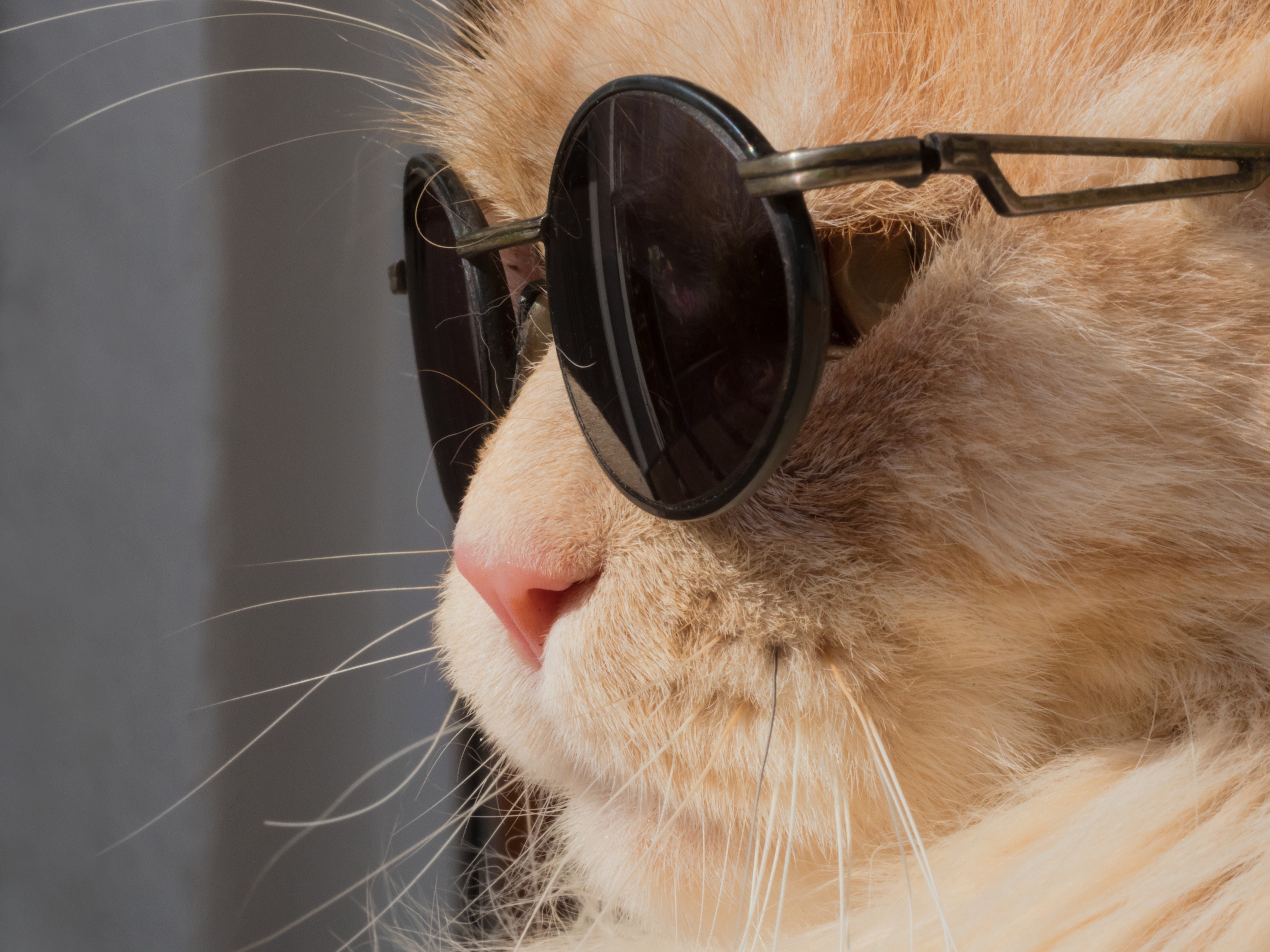 cat, Animals, Humor, Leon, Sunglasses Wallpaper