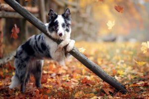 outdoors, Animals, Dog, Leaves, Fall