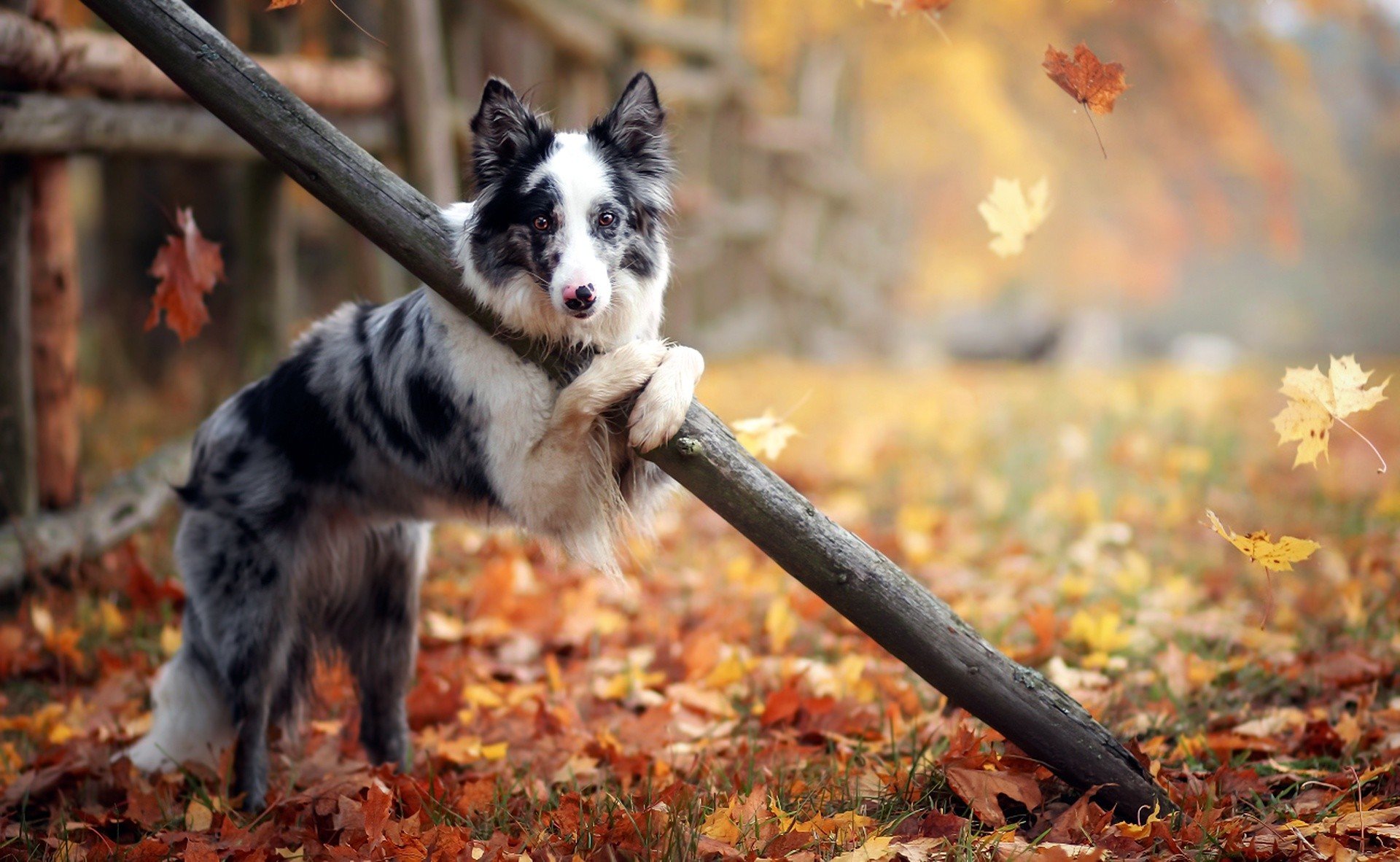 outdoors, Animals, Dog, Leaves, Fall Wallpaper