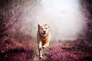 animals, Dog, Nature, Running
