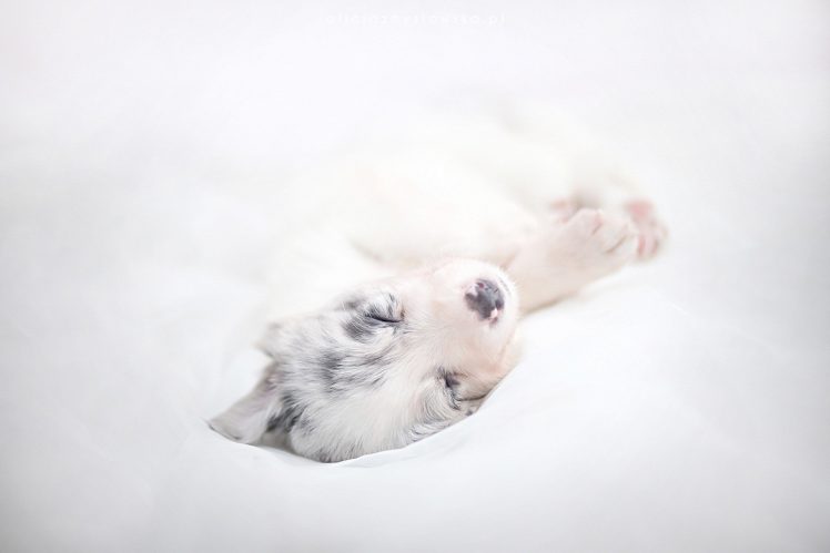 closed eyes, White, Animals, Dog HD Wallpaper Desktop Background