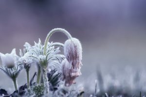 ice, Cold, Flowers, Plants, Winter, Nature