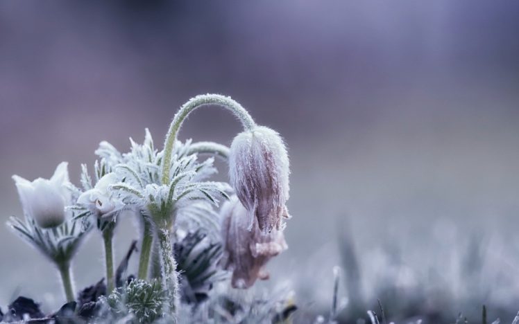 ice, Cold, Flowers, Plants, Winter, Nature HD Wallpaper Desktop Background