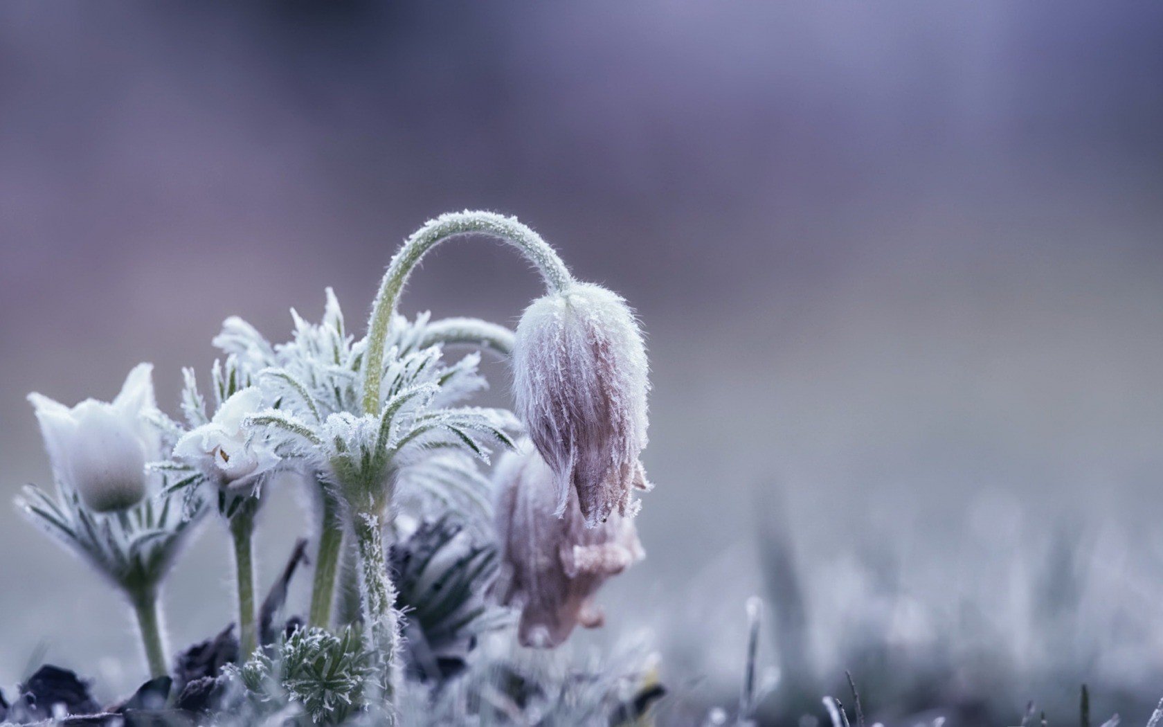 ice, Cold, Flowers, Plants, Winter, Nature Wallpaper