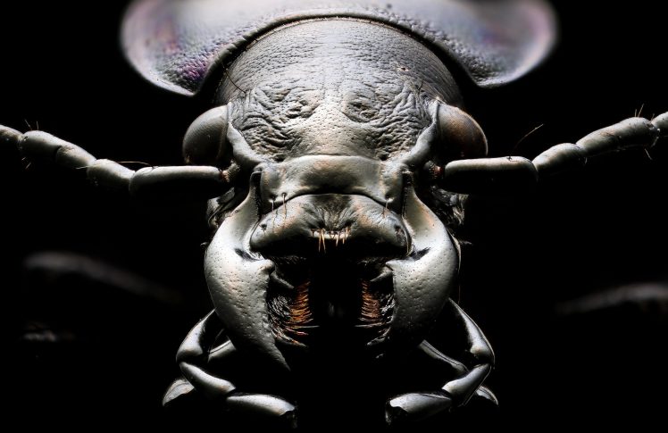animals, Insect, Macro HD Wallpaper Desktop Background