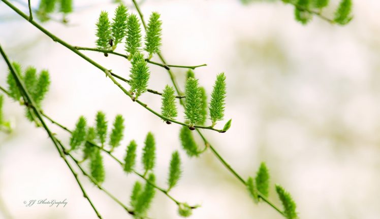 plants, Branch HD Wallpaper Desktop Background