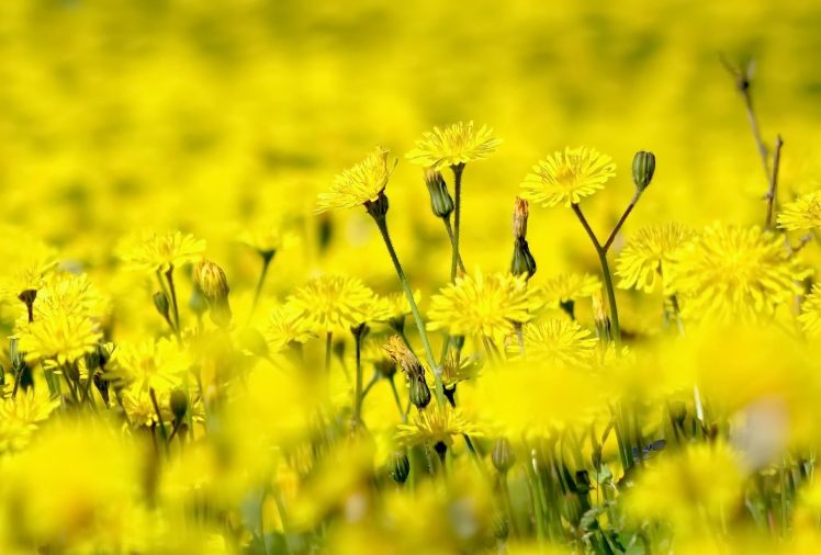 flowers, Yellow flowers, Plants HD Wallpaper Desktop Background