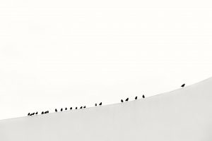 minimalism, Animals, Birds