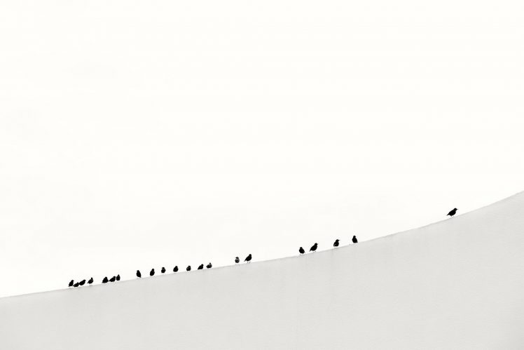 minimalism, Animals, Birds HD Wallpaper Desktop Background