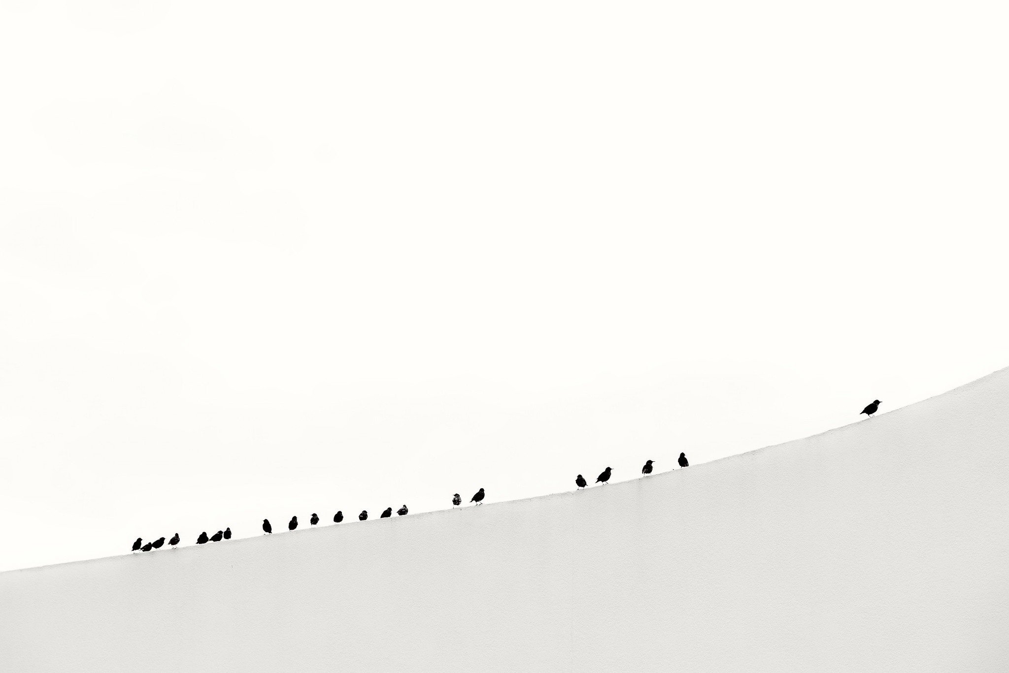 minimalism, Animals, Birds Wallpaper