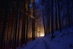dark, Lights, Winter, Cold, Trees, Forest, Nature
