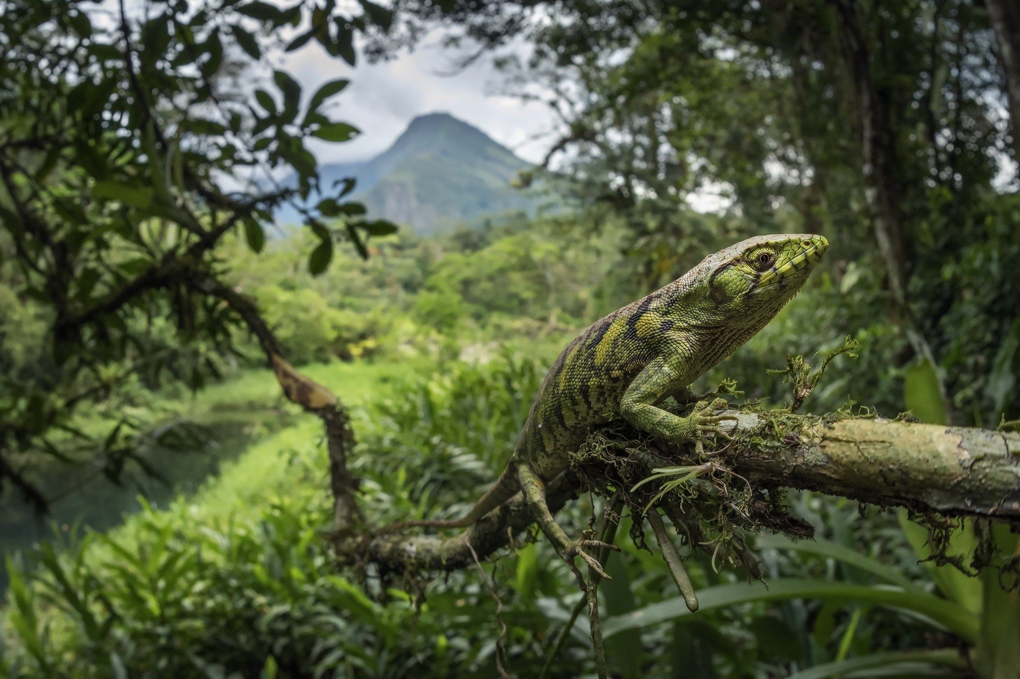nature, Jungle, Plants, Animals, Lizards, Reptiles, Gecko, Stamps Wallpaper