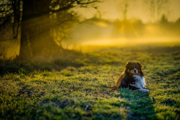 dog, Nature, Animals, Sunlight, Trees HD Wallpaper Desktop Background
