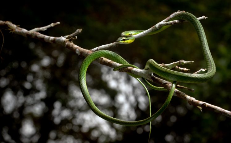 snake, Reptiles, Branch, Animals HD Wallpaper Desktop Background