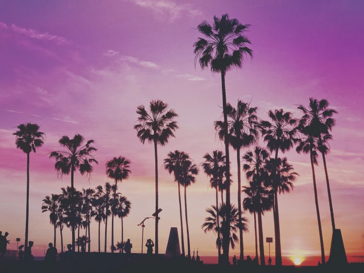 nature, Landscape, Palm trees, Sun, Sky HD Wallpaper Desktop Background