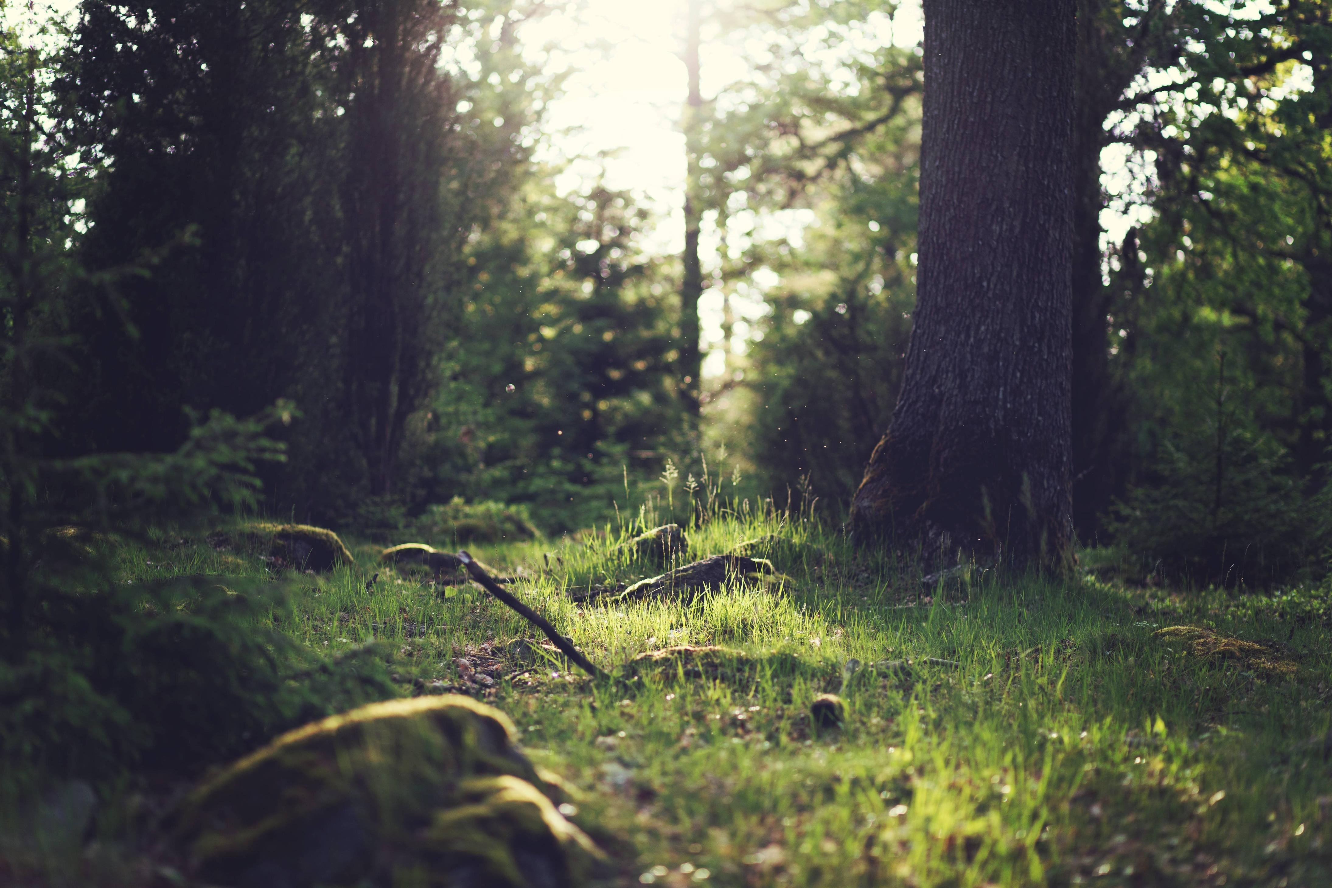 forest, Nature, Grass Wallpaper