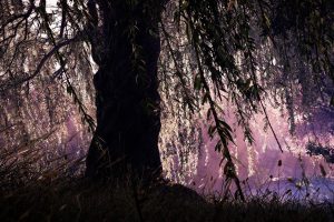 willow trees, Weeping willow, Willows, Plants, Shadow Warrior 2, Calm, Wind, Relaxing