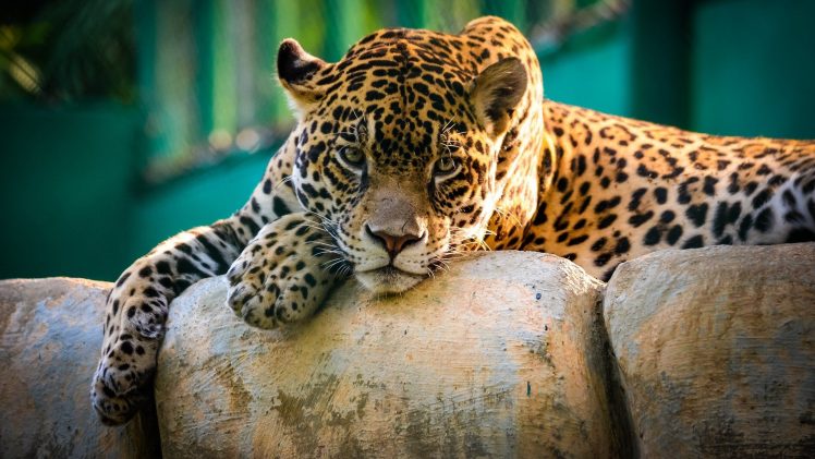 Jaguar, Jaguars, Animals, Nature, Big cats HD Wallpaper Desktop Background