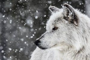 wolf, Animals, Nature, Snow, White