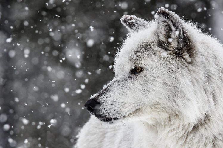 wolf, Animals, Nature, Snow, White HD Wallpaper Desktop Background