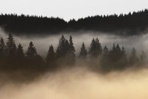 nature, Landscape, Trees, Mist