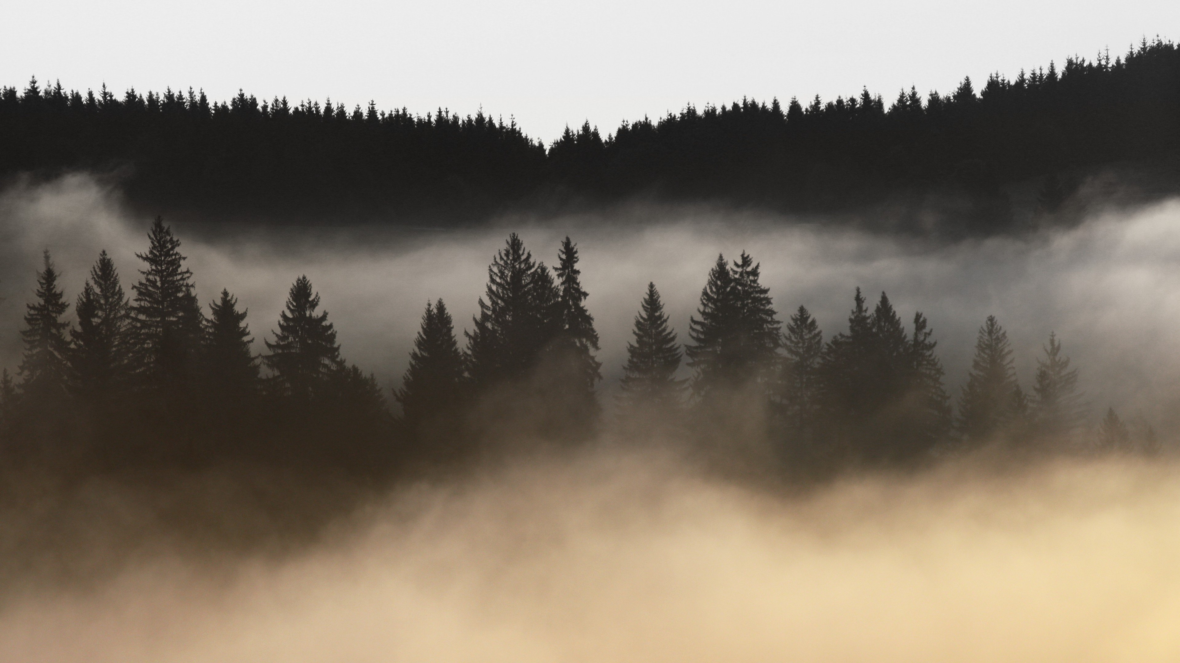 nature, Landscape, Trees, Mist Wallpaper