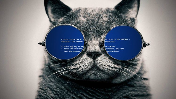 cat, Glasses, Blue Screen of Death HD Wallpaper Desktop Background