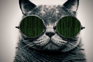 The Matrix, Glasses, Cat
