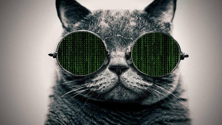 The Matrix, Glasses, Cat HD Wallpaper Desktop Background