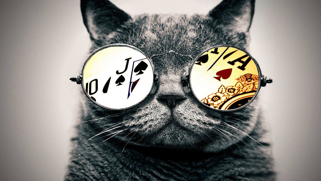 cat, Glasses, Aces Wallpaper