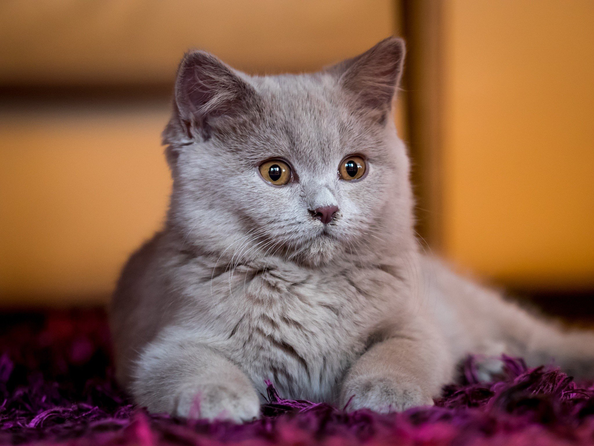 cat, Animals Wallpaper