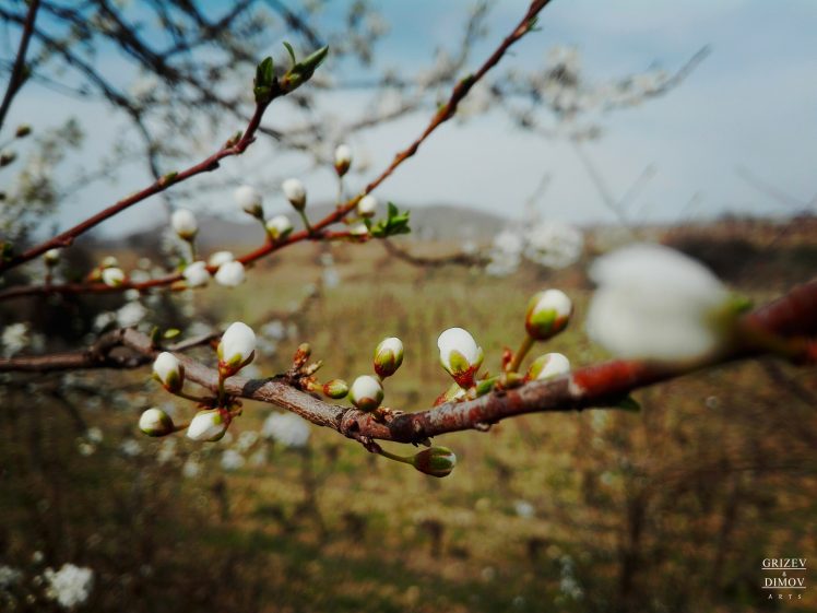 spring, Cherry blossom, Clouds, Grass, Nature, Stones HD Wallpaper Desktop Background