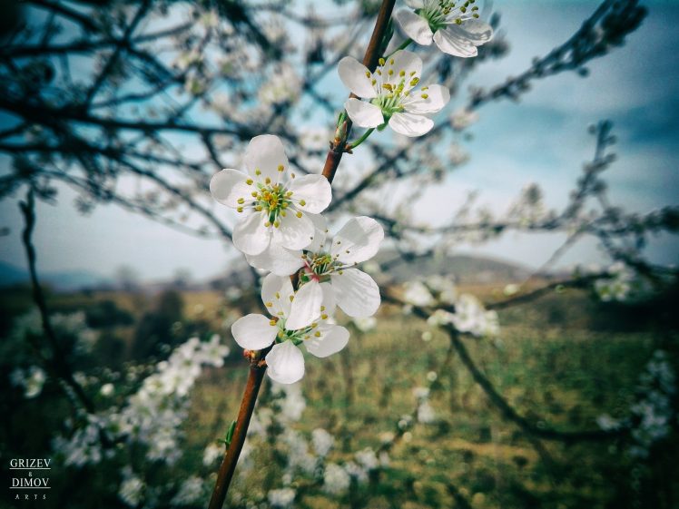 spring, Cherry blossom, Clouds, Grass, Nature, Stones HD Wallpaper Desktop Background
