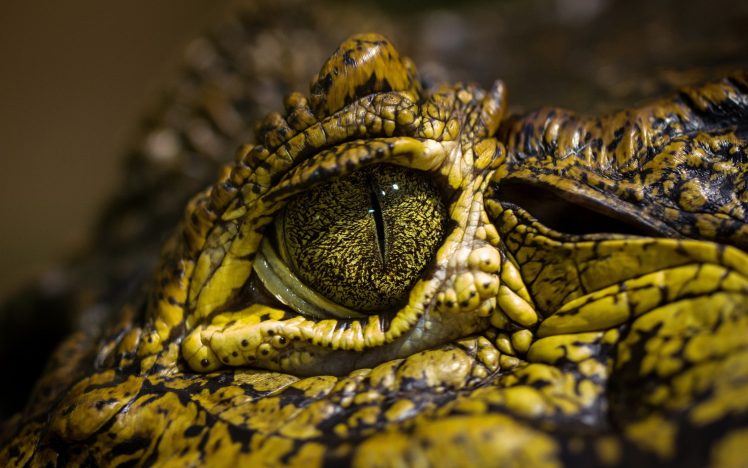 eyes, Crocodiles, Reptiles, Animals HD Wallpaper Desktop Background