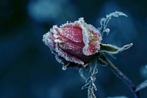 rose, Cold, Red flowers