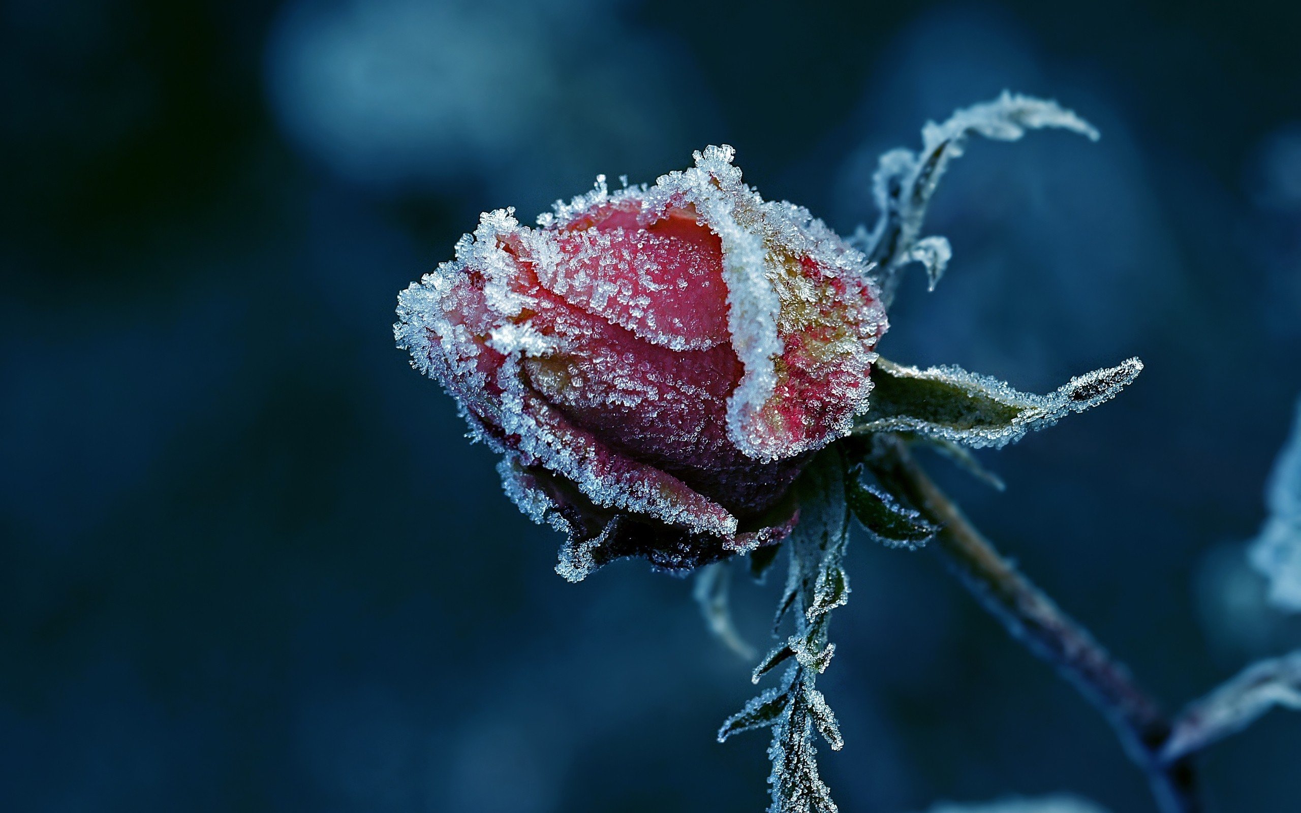 rose, Cold, Red flowers Wallpaper