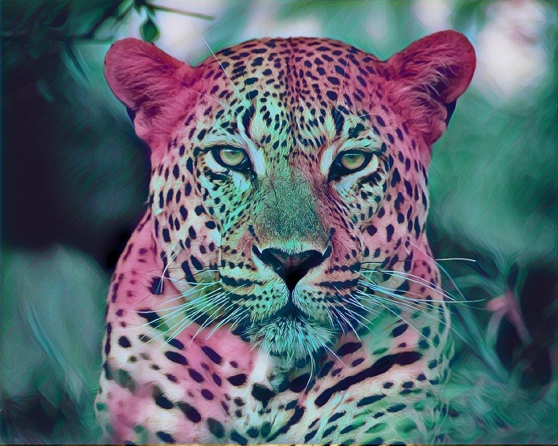 animals, Big cats, Colorful Wallpapers HD / Desktop and Mobile Backgrounds