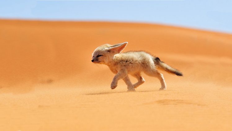 animals, Fox, Fennec, Desert, Sand HD Wallpaper Desktop Background