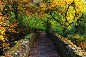 nature, Forest, Bridge, River, Scotland, Fall, Rocks, Wilderness