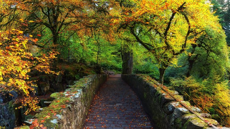 nature, Forest, Bridge, River, Scotland, Fall, Rocks, Wilderness HD Wallpaper Desktop Background