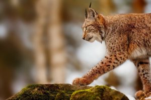 lynx, Animals, Nature