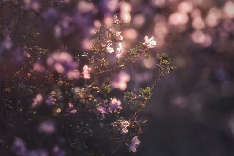 nature, Flowers, Depth of field HD Wallpaper Desktop Background