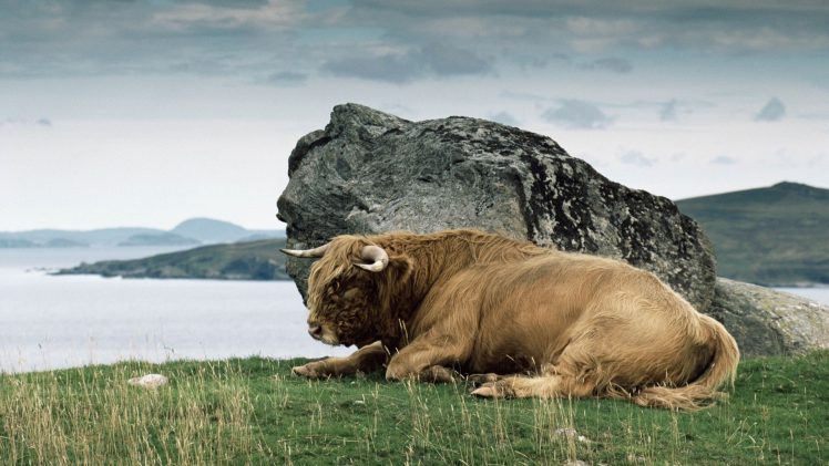 horns, Nature, Animals, River, Grass, Stone, Rock, Bulls HD Wallpaper Desktop Background