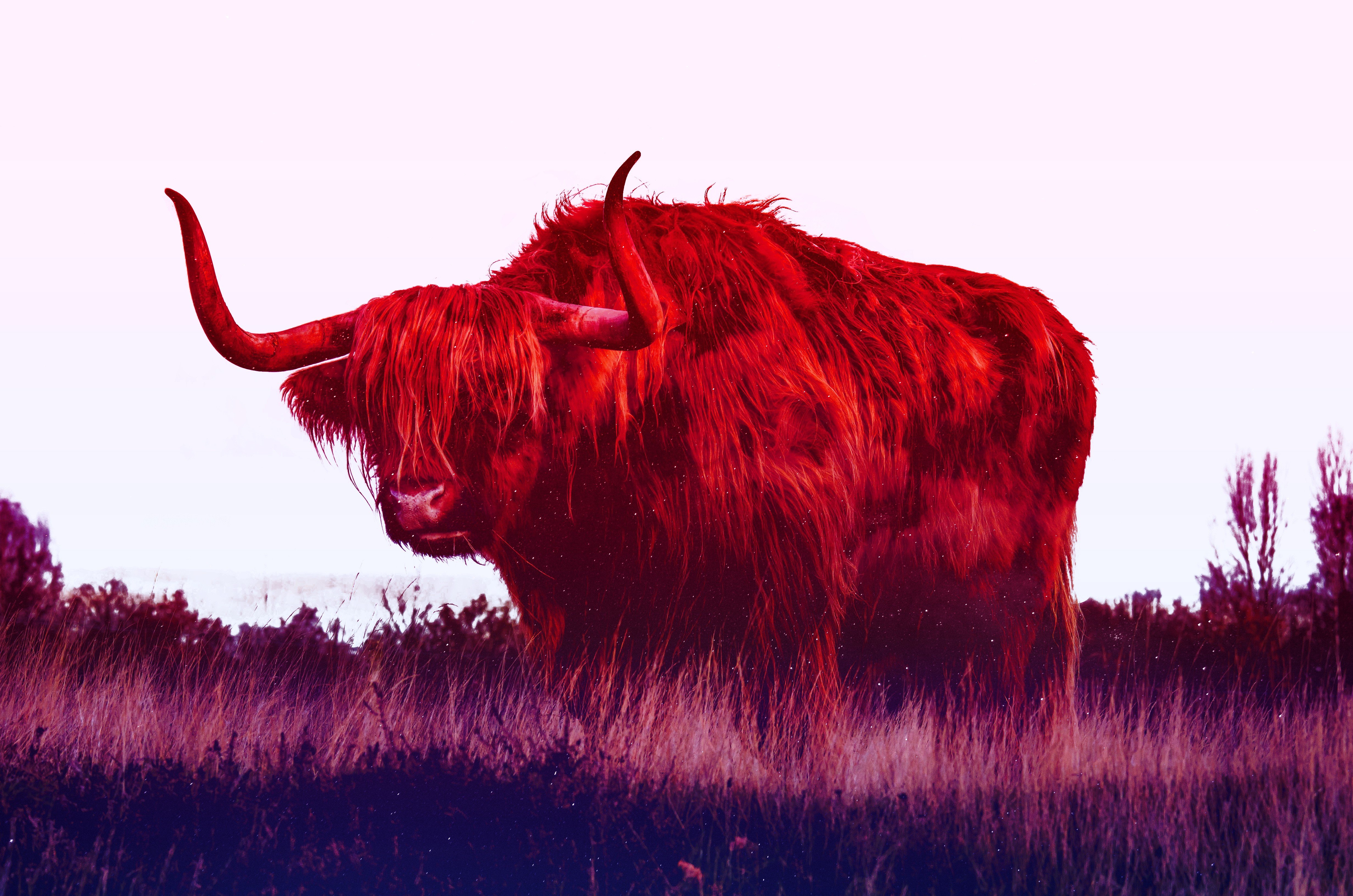 digital art, Yaks Wallpaper