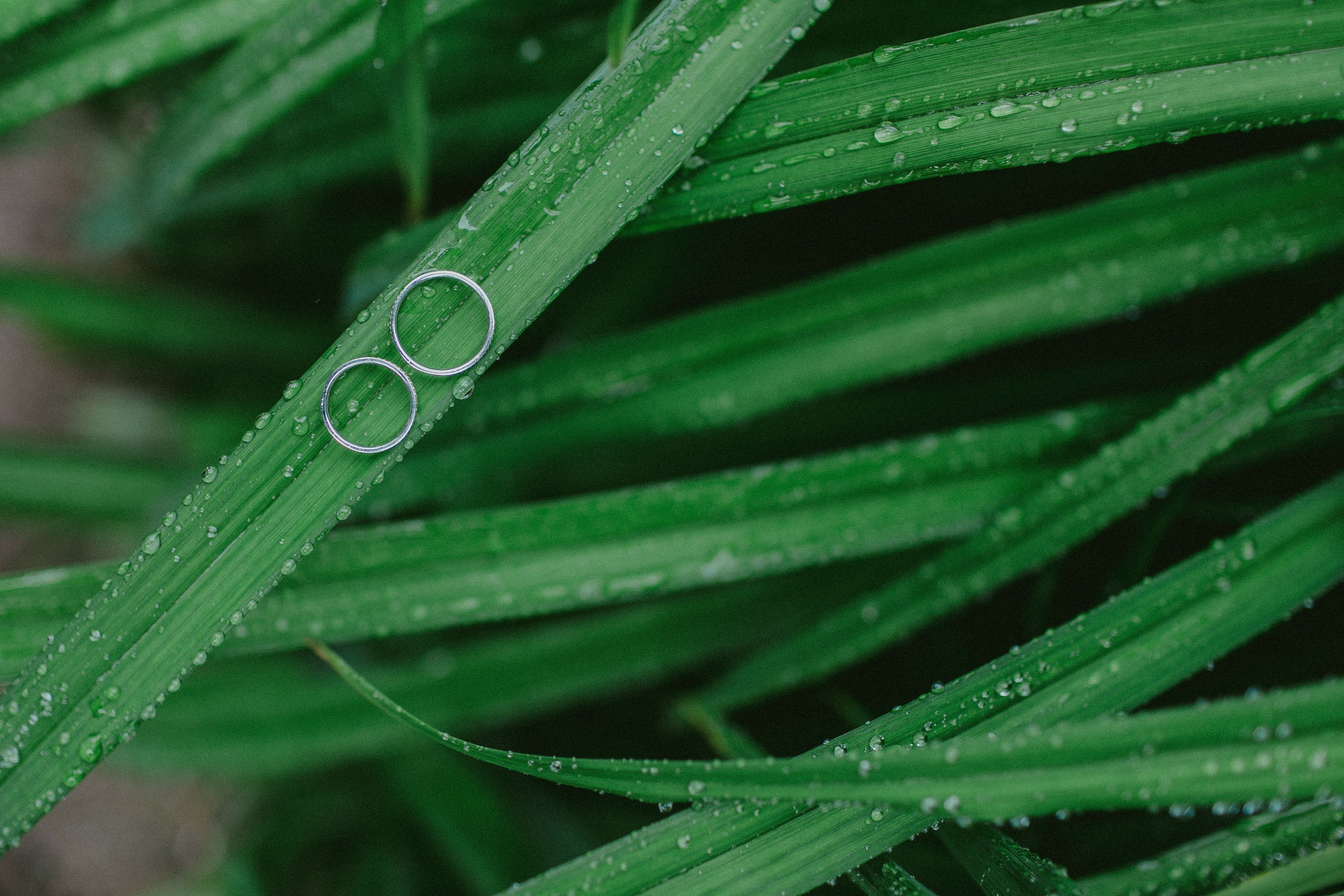 nature, Rings, Dew Wallpaper