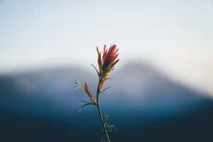 nature, Plants, Depth of field, Mountains