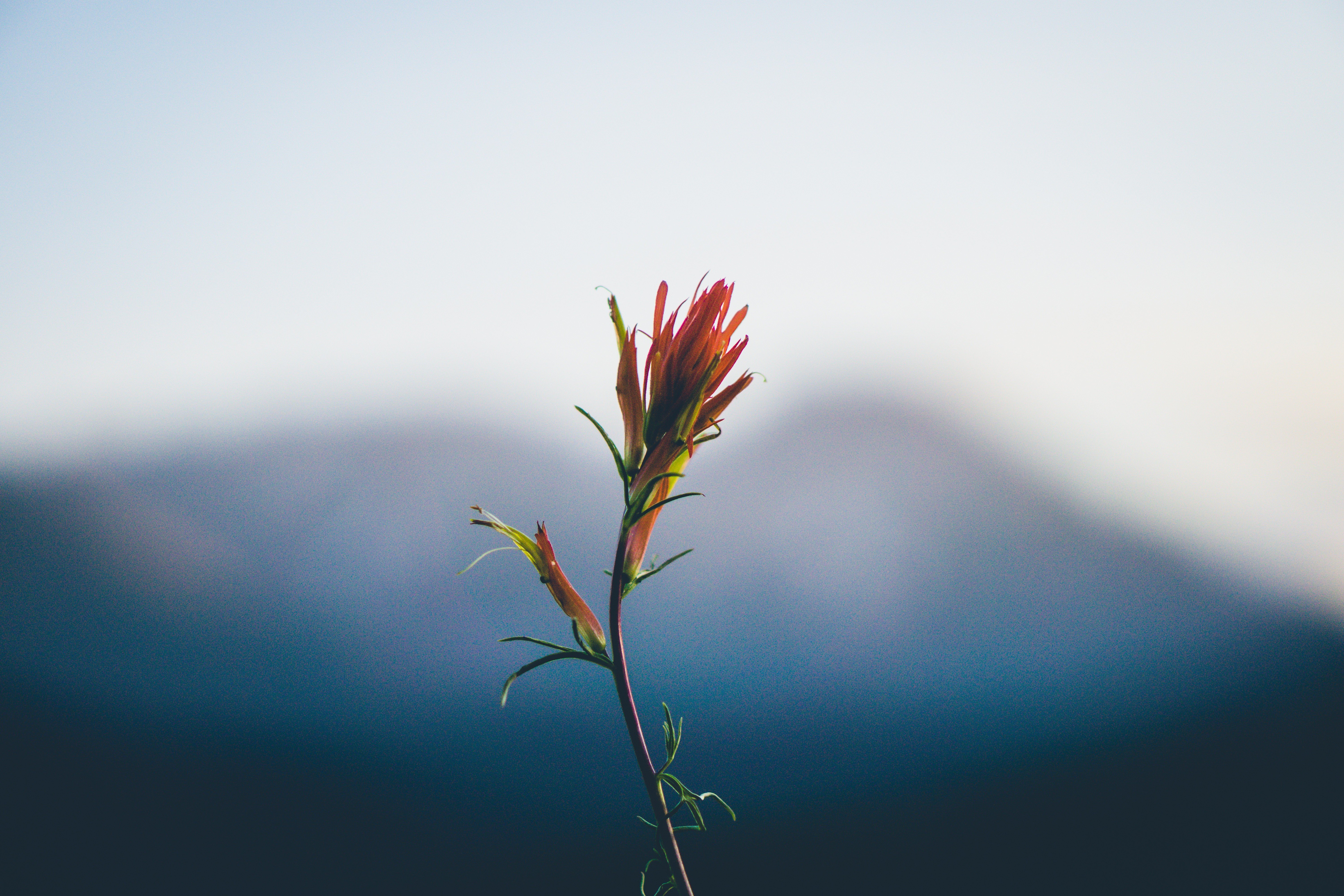 nature, Plants, Depth of field, Mountains Wallpaper
